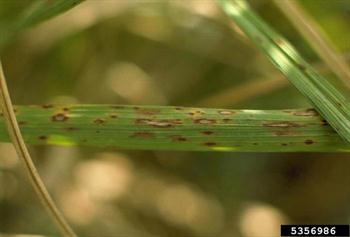 لكه قهوه‌ای برنج